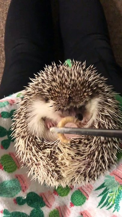 Hedgehog Has a Snack