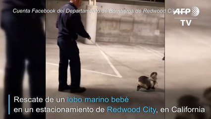 Santos, un somnoliento lobo marino rescatado en California