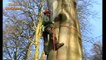 Dangerous Cutting Big Tree 100 years old with Chainsaw Machine - EXTREME Skill Tree Felling Machine