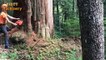 Dangerous Felling Bigest Tree Chainsaw Machine Working - Heavy Cutting Tree 300 Years old