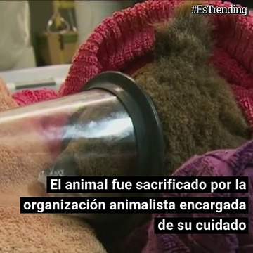 Murió Lewis, el koala rescatado durante los incendios forestales de Australia