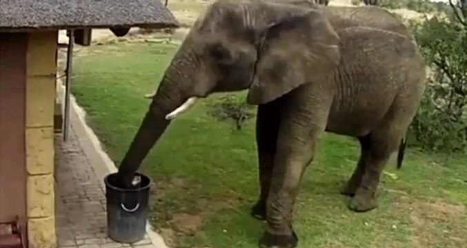 İnsanları utandıracak görüntüler: Fil, yerdeki kutuları toplayıp çöp kutusuna atıyor