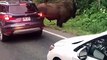 Un bison contre un automobiliste !