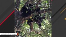 Bear Apparently Running Away From Tigers Found Hiding In Tree