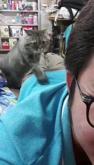 Ce chat fait un massage du dos à son maître !
