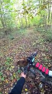 Ce chat adore faire du vélo sur le guidon !