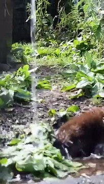 Cette loutre joue sous la douche de ce jet d'eau !