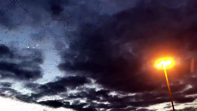 La Grande Oie des neiges vue à Sainte-Martine