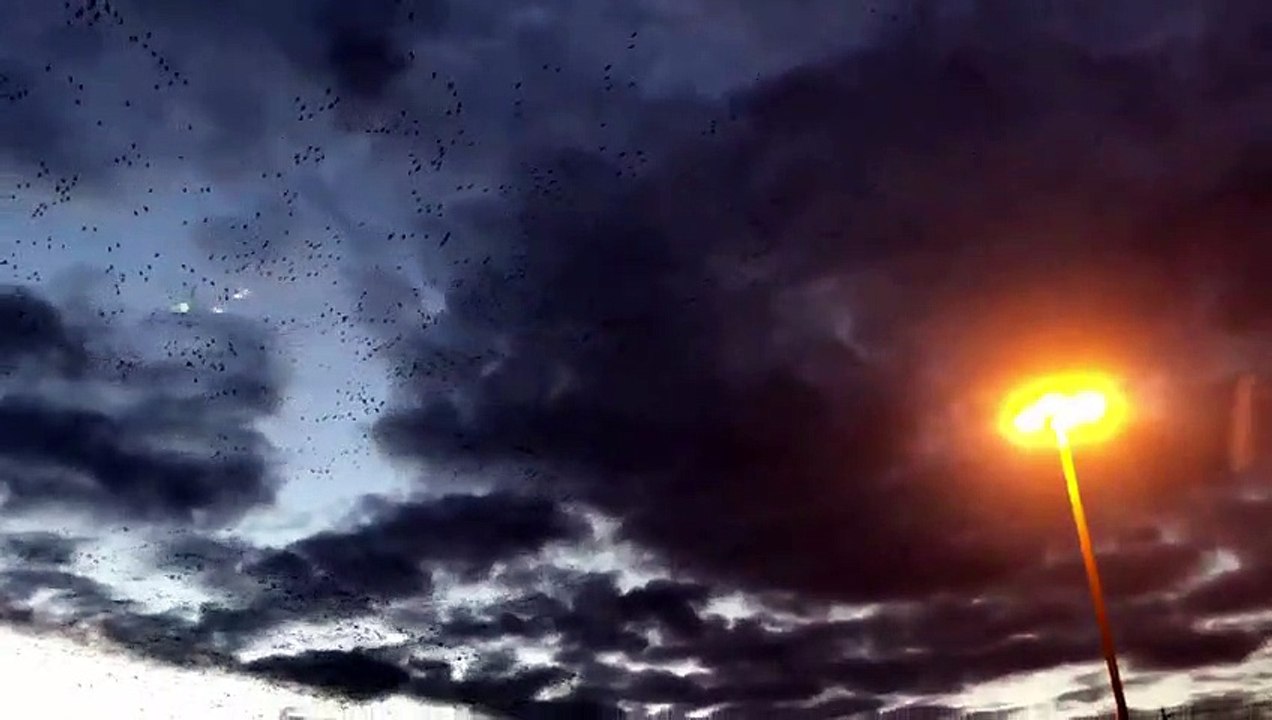 La Grande Oie des neiges vue à Sainte-Martine