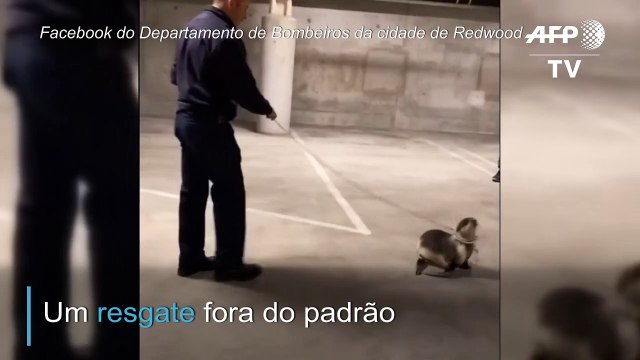 Lobo-marinho bebê resgatado