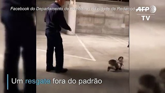 Lobo-marinho bebê resgatado