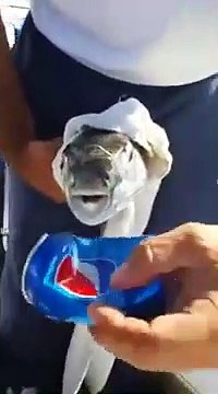 Attention aux doigts avec ce poisson : mâchoires surpuissantes