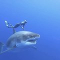 Une plongeuse nage avec le plus grand requin blanc du monde