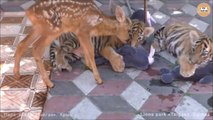 Amitié incroyable entre un faon et des tigrons