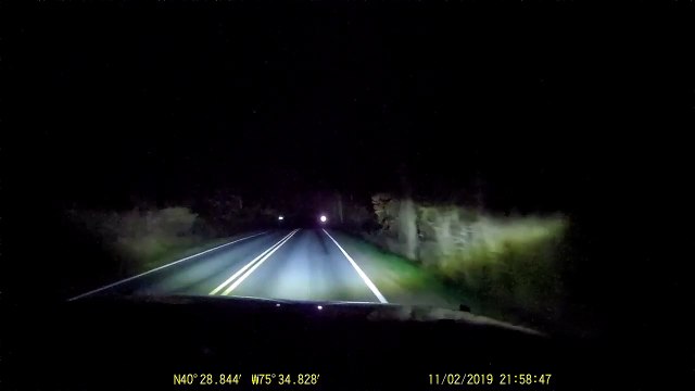 Baby Raccoons Cross the Road