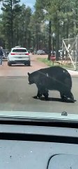 Bear Tries to Get Through Gate