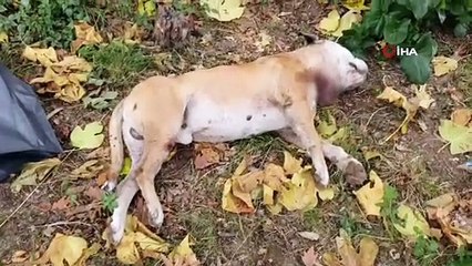 Okul bahçesinde köpeği bıçakladılar