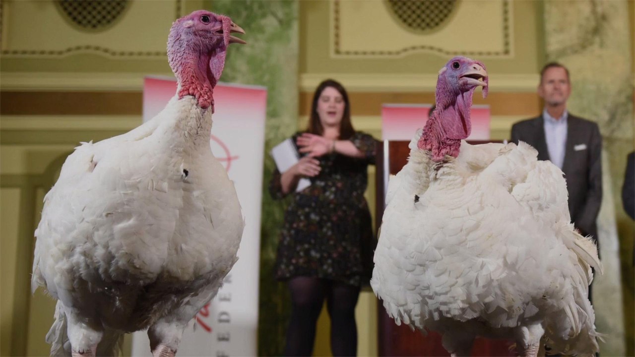 Meet Bread and Butter, the Two Lucky Turkeys Ch...