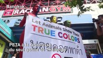 PETA manifeste à Bangkok contre le controversé zoo de Pata