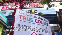 PETA manifeste à Bangkok contre le controversé zoo de Pata