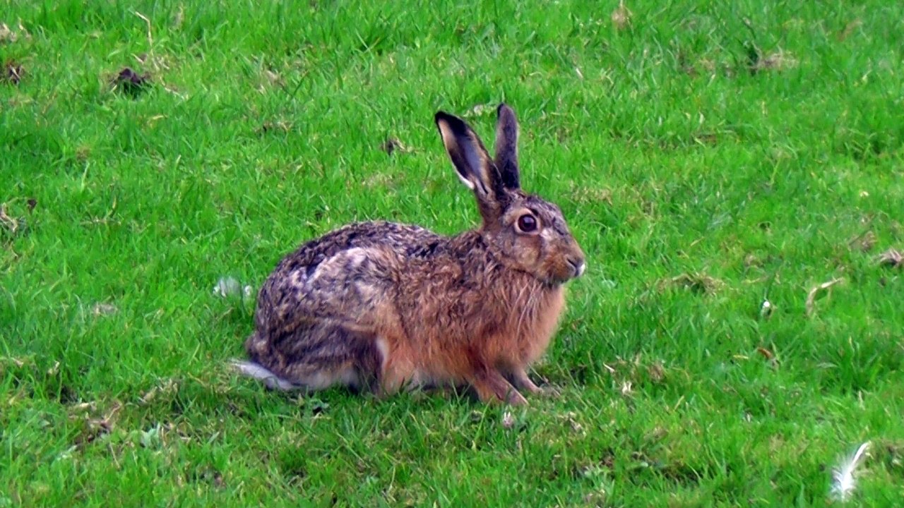 Lièvre