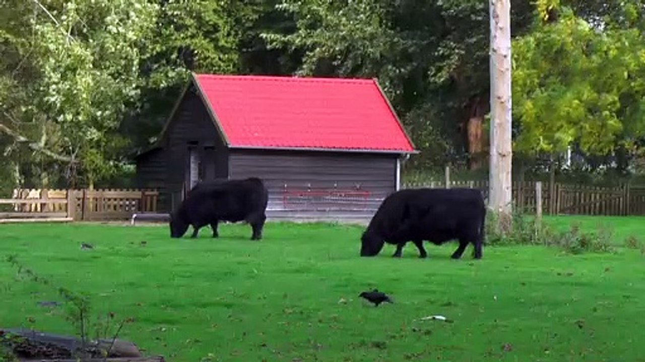 Cow