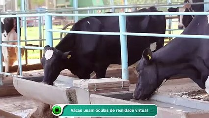 Vacas usam óculos de realidade virtual