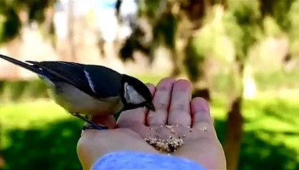 Parque del Retiro de Madrid: Carbonero comiendo en la mano