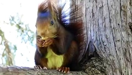 Parque del Retiro de Madrid: Ardilla glotona