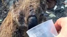 Murió Lewis, el koala que fue salvado por una mujer de incendio