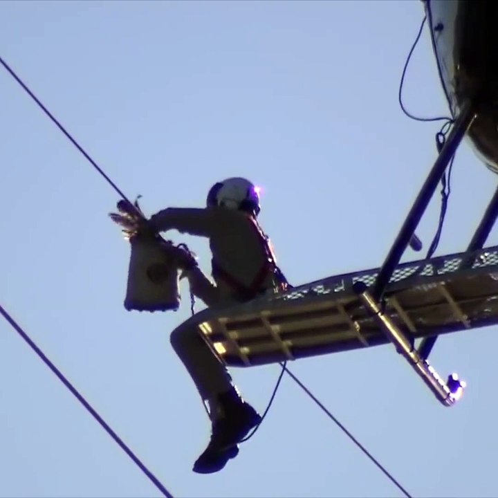Seagull rescued from power lines  amazing animal life