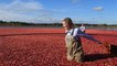 How Ocean Spray cranberries go from the bog to your Thanksgiving table