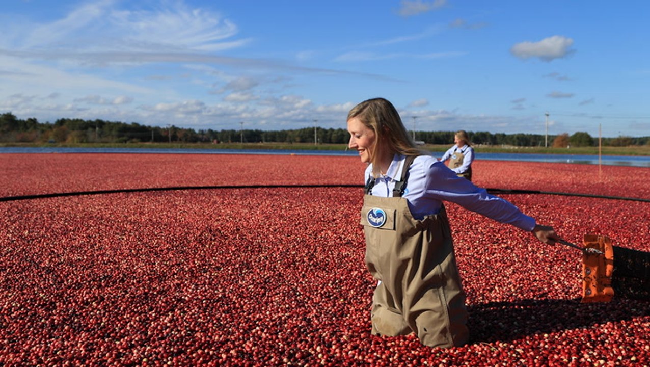 How Ocean Spray cranberries go from the bog to your Thanksgiving table