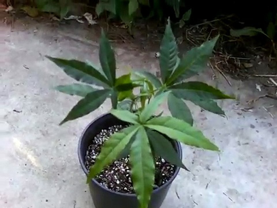 Finally I was able to grow these here in California
