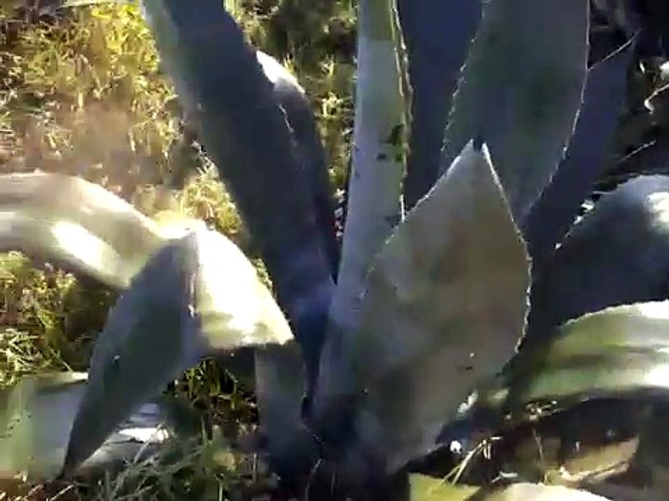 AGAVE PLANTS