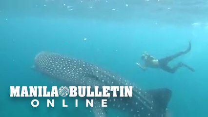 Whale shark spotted in Boracay this morning