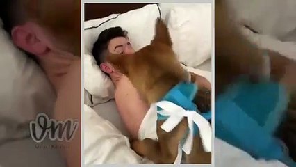 Priyanka Chopra welcomes a new family member | Viral Masti