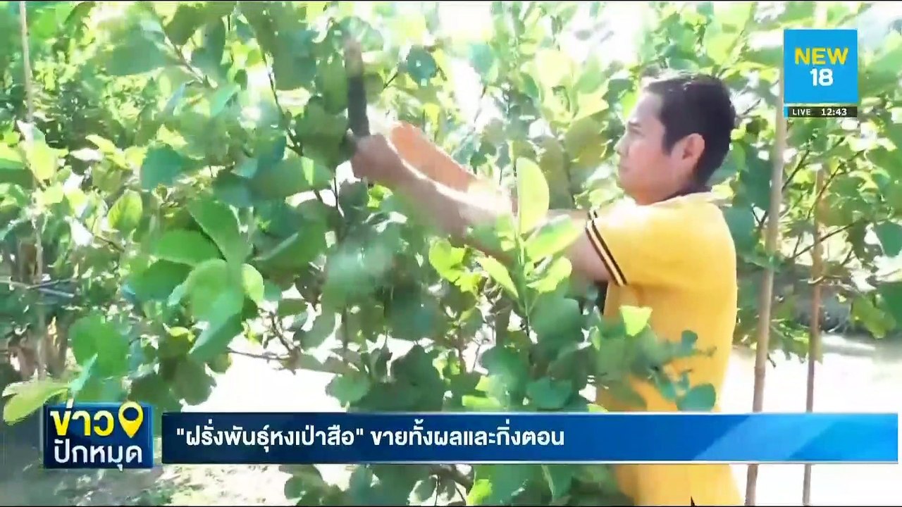 "ฝรั่งพันธุ์หงเป่าสือ" ขายทั้งผลและกิ่งตอน | NEW18