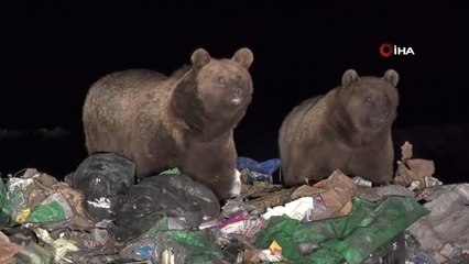 Kış uykusuna yatmaya ayılar, yiyecek bulmak için şehir çöplüğünün yolu tutuyor