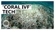 Scientists to use 'Coral IVF' to restore Great Barrier Reef