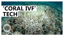 Scientists to use 'Coral IVF' to restore Great Barrier Reef