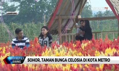 Sohor, Taman Bunga Celosia di Kota Metro