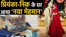 Priyanka Chopra surprises husband Nick Jonas with a unique gift, watch video | FilmiBeat