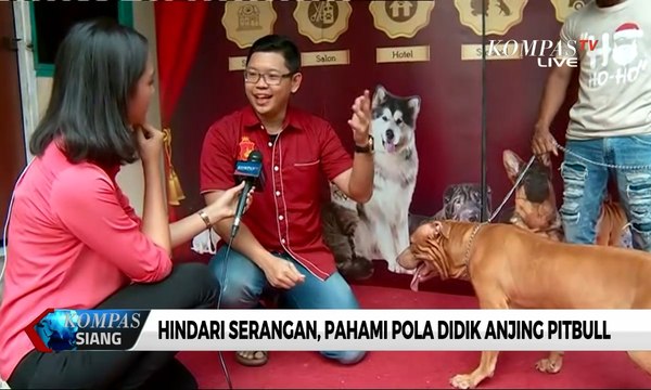 Hindari Serangan, Begini Cara Mendidik Anjing Pitbull