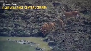 Moment python snatches wild deer in ambush video from central India