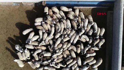 Van'dan katar'a küçükbaş ihracatı