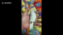 Pet Forpus bird plays dead in owner's hand