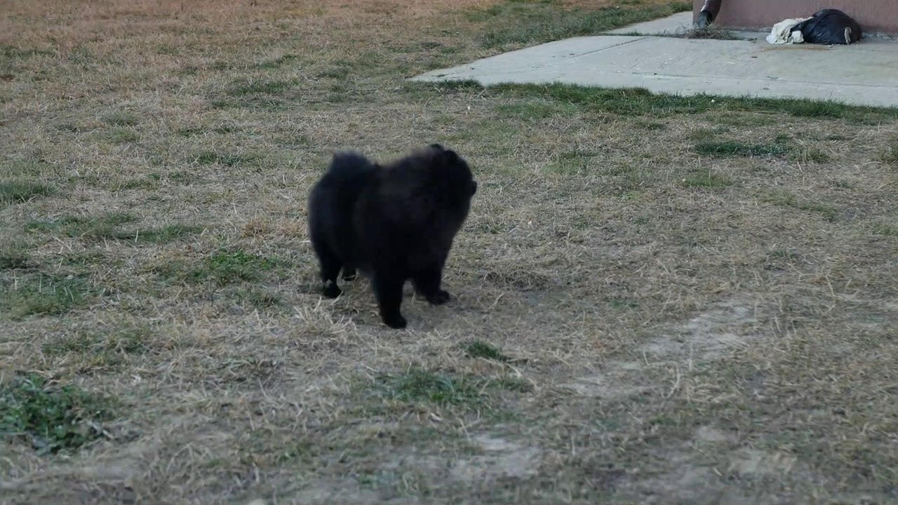 Pomeranian Pflege / Pom Care!