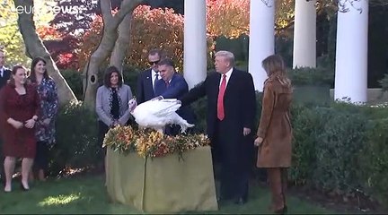 Thanksgiving: Trump begnadigt die Truthähne "Bread" und "Butter"