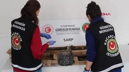 Sarp Gümrük Kapısı'nda bir yolcunun bagajından 3 bin 400 su kaplumbağası çıktı
